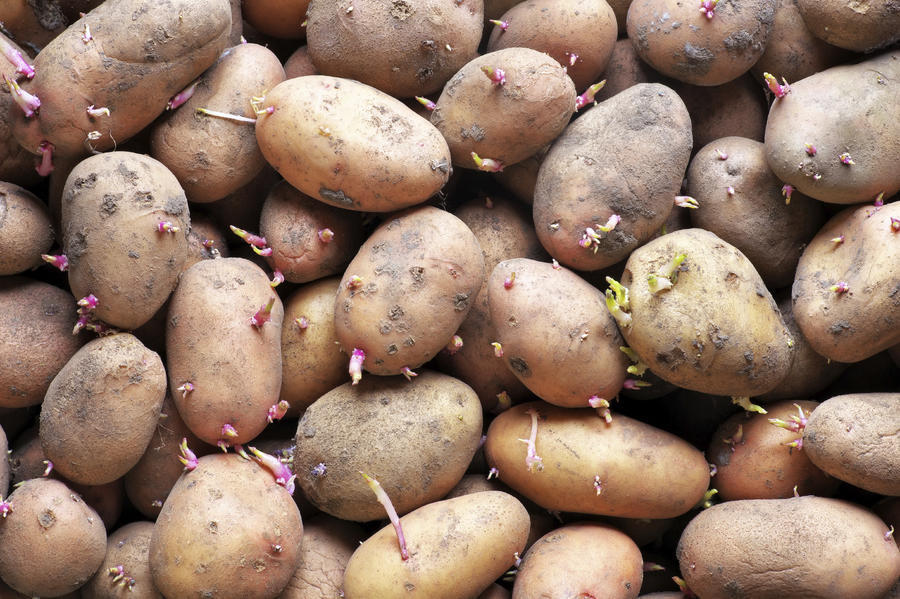 Aardappelen met uitlopers