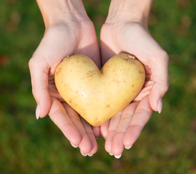 een hartvormige aardappel in 2 handen