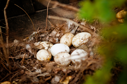 nest met ganzeneieren