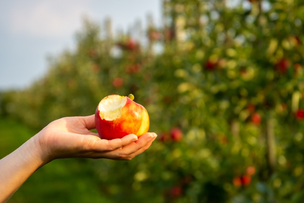 hand met een appel waar een hap uit is