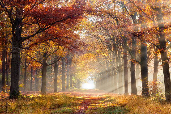Boslaan met grote bomen in herfstkleuren