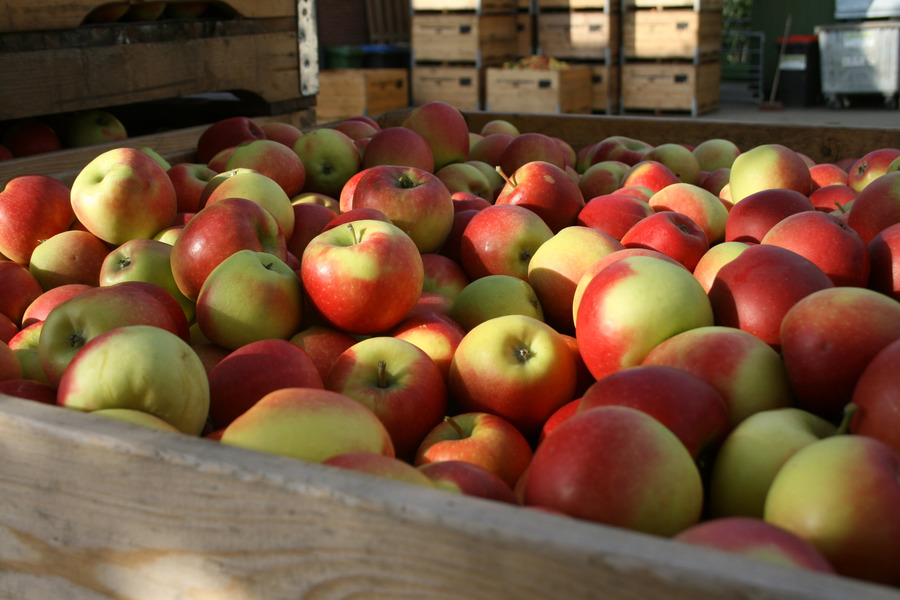 Appelplukdag