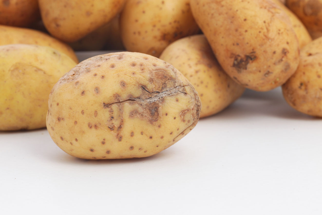aardappel met blauwe pelk