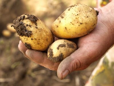 aardappelen ongeschild in een hand