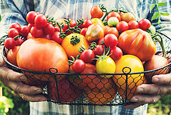 Grote schaal met verschillende soorten tomaten