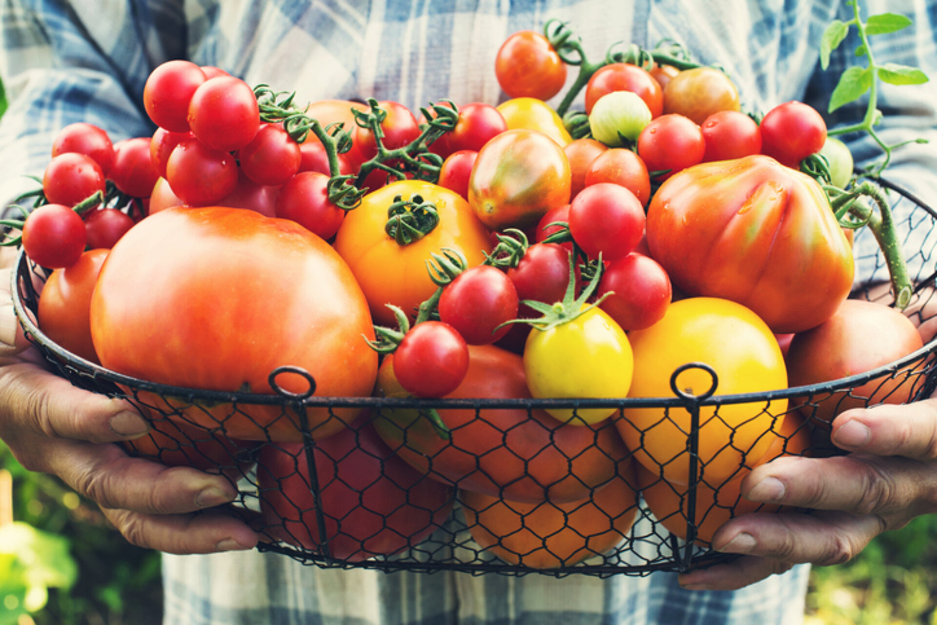 7 redenen om vaker tomaten te eten Grote schaal met verschillende soorten tomaten