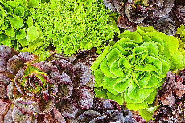 Verschillende kroppen sla rood en groen, botersla en frisee