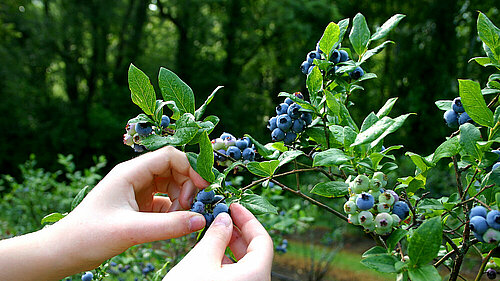 Pluk de natuur