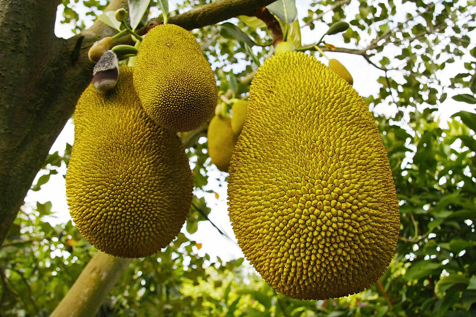 Jackfruit