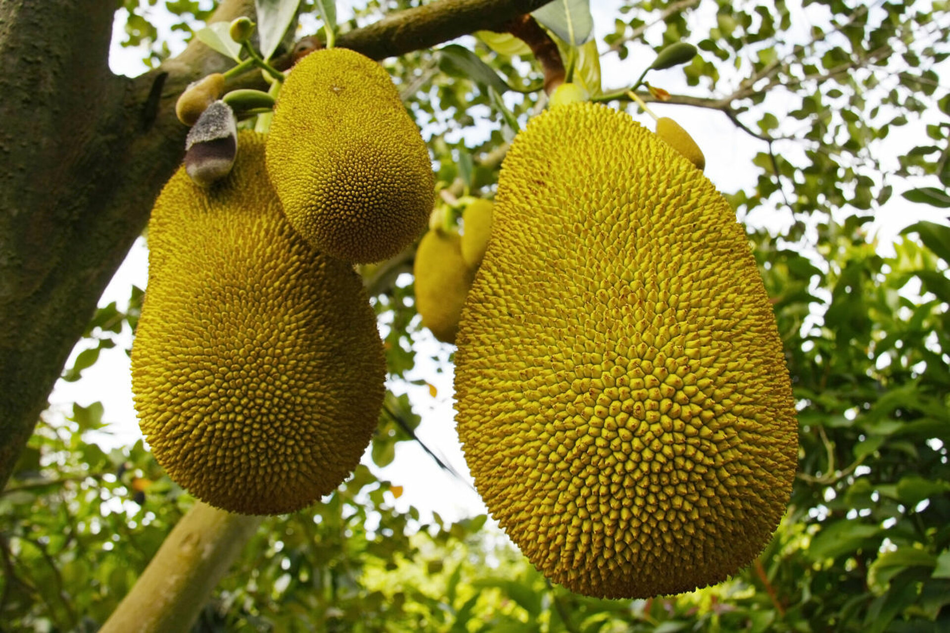 Jackfruit
