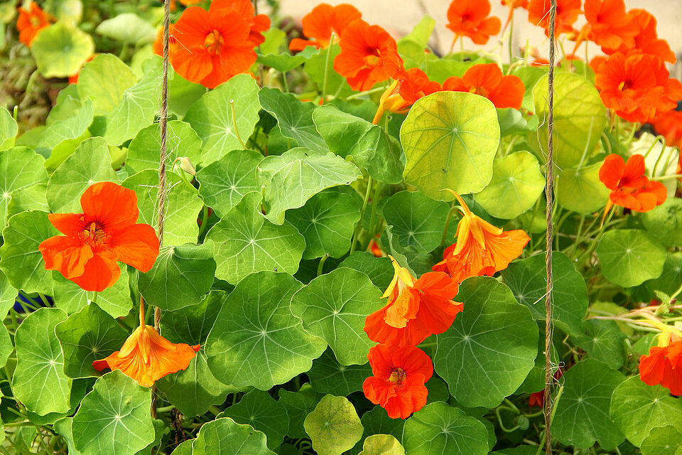 Oost-Indische kers