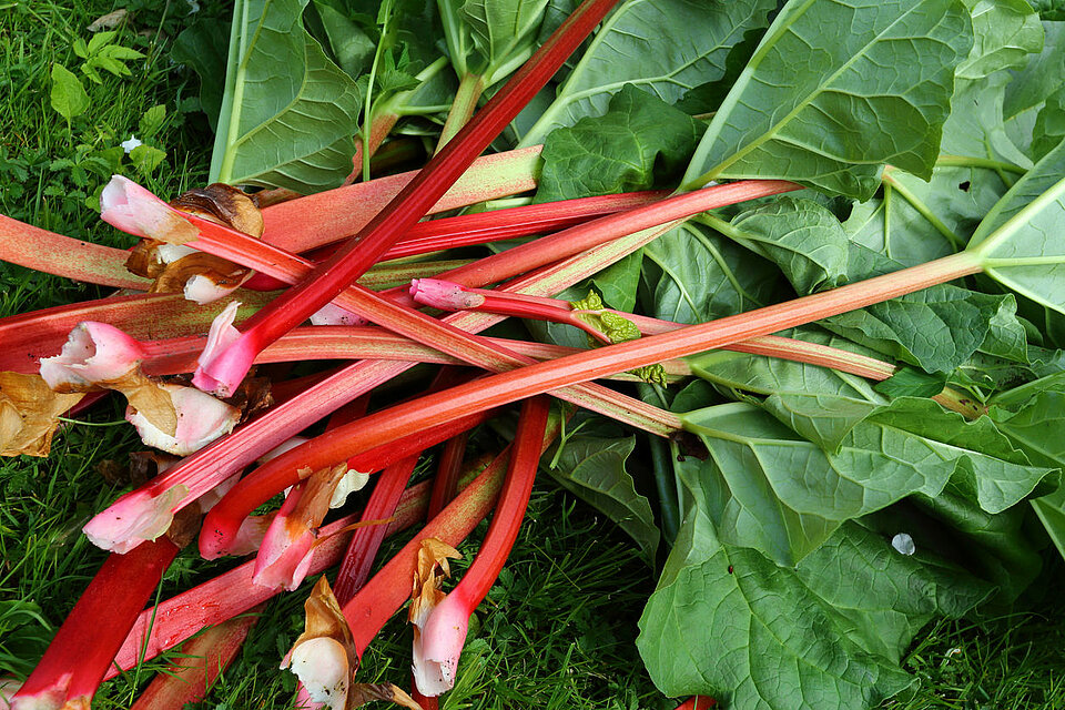 Rabarber meer fruit dan groente