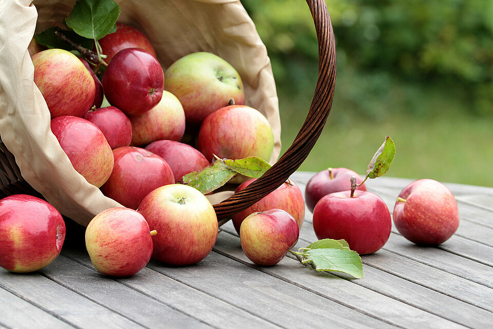 mand met appels vers geplukt