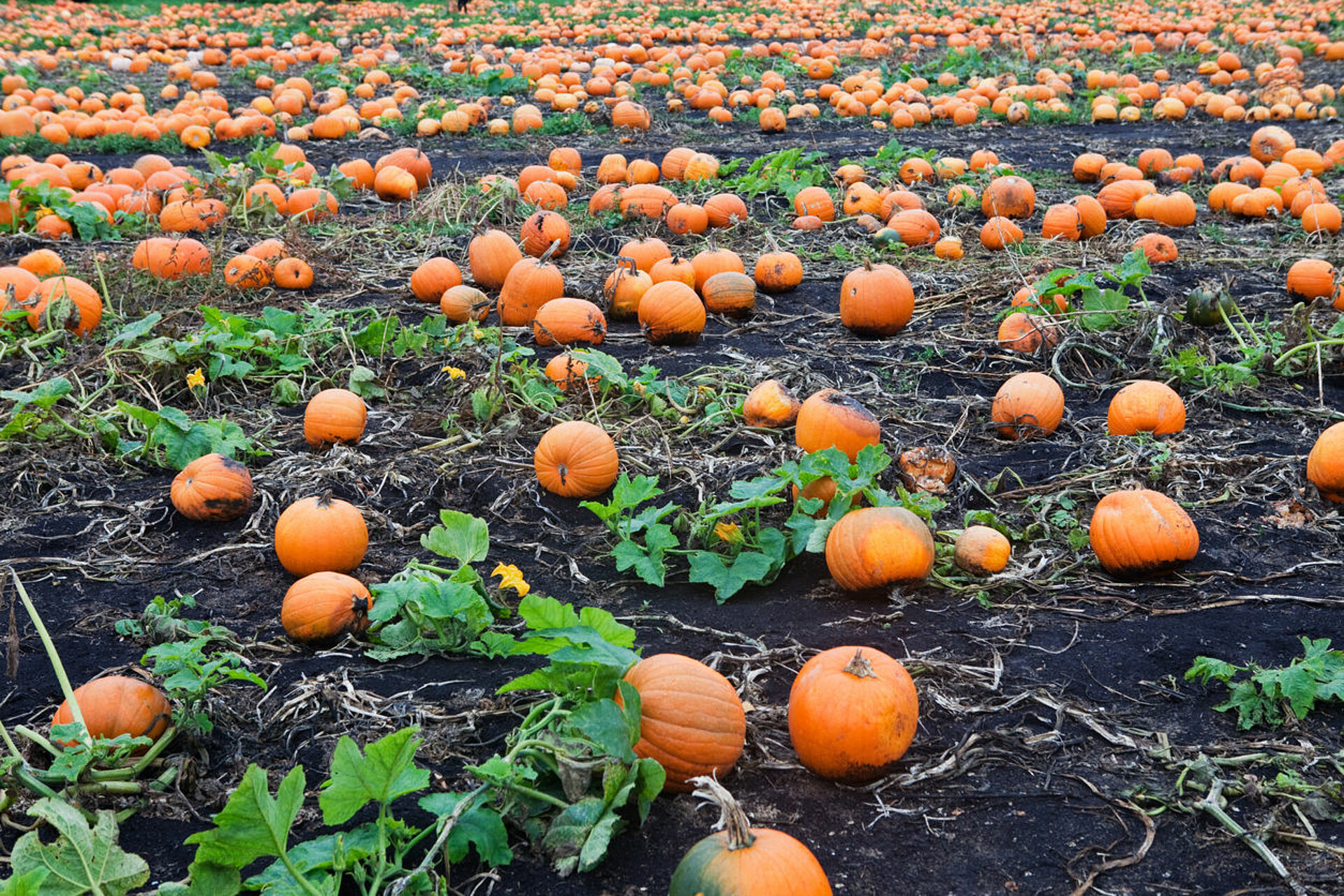 Pompoenen Pompoenen