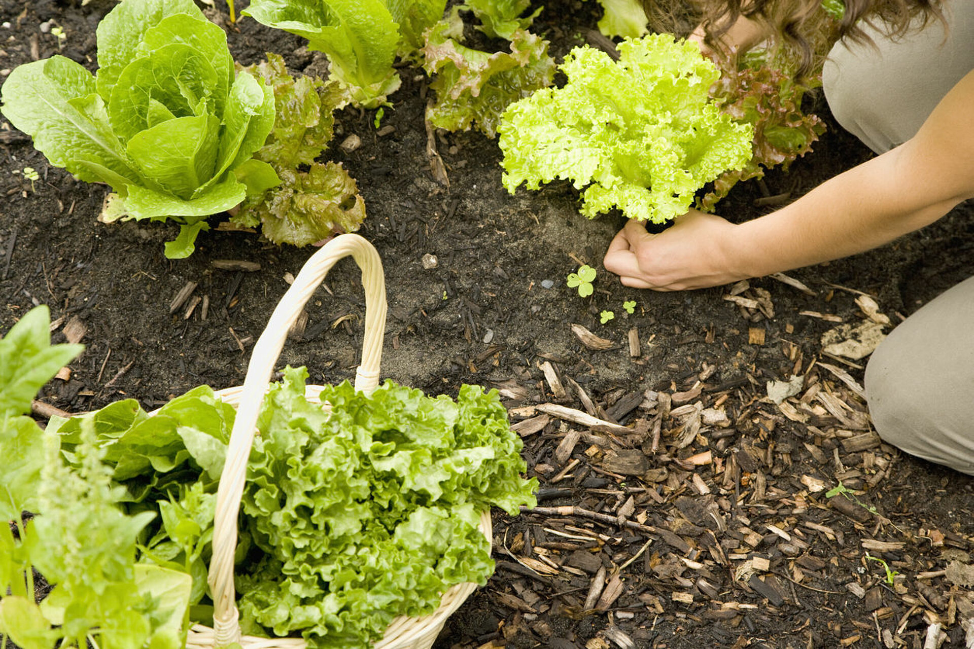 Startersgroenten voor de moestuin