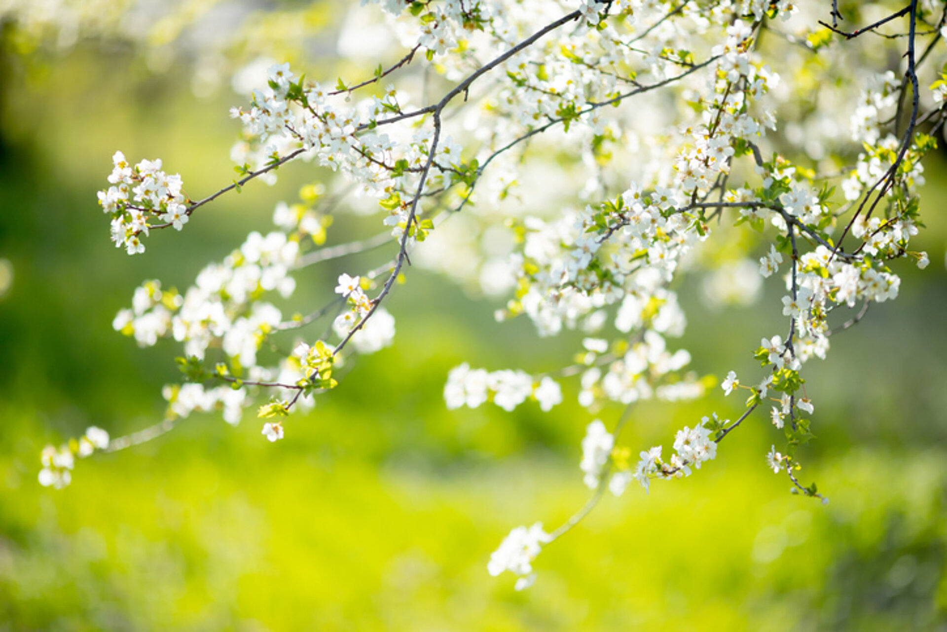 bloesem lente