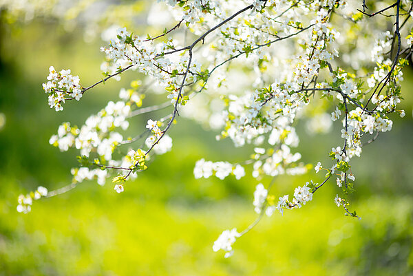 bloesem lente