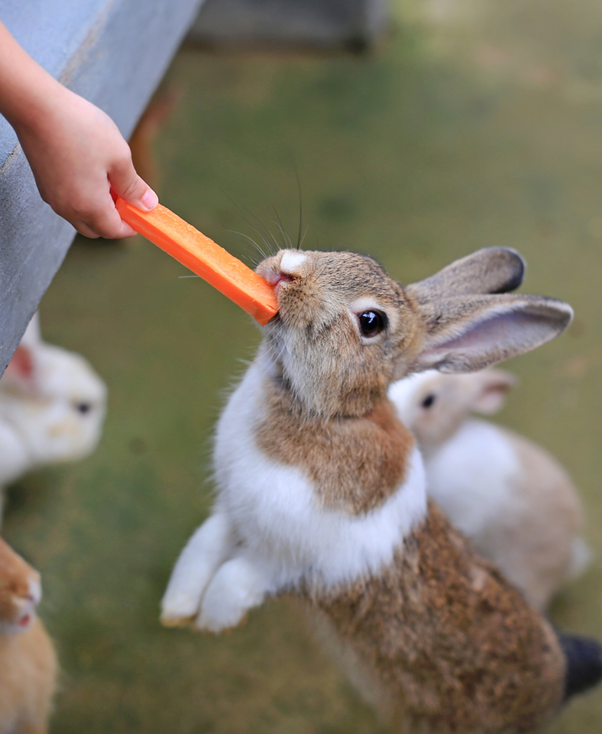 Flappie
