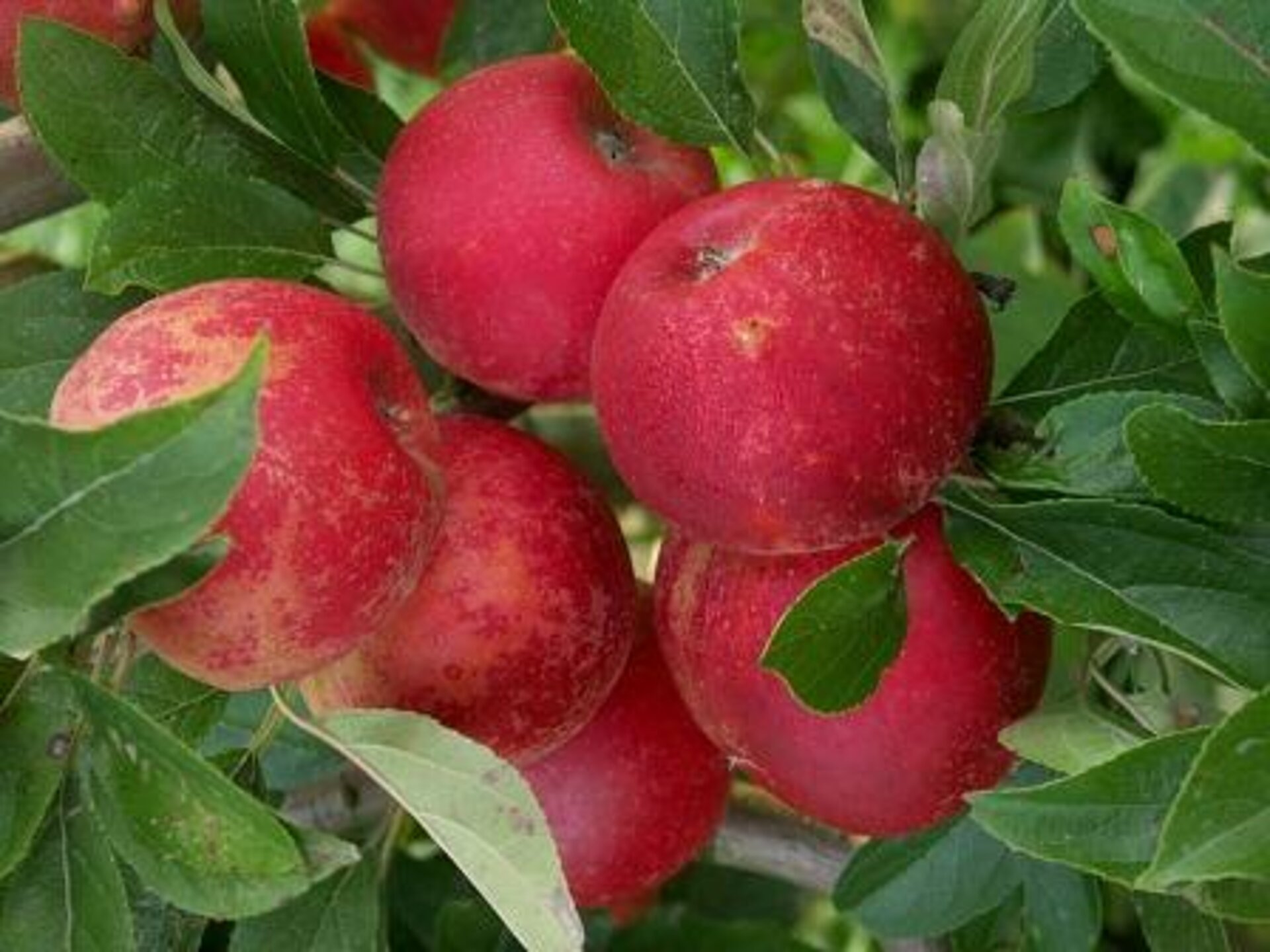 Appels