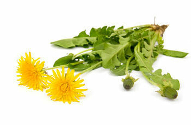 Paardenbloemen kun je eten Paardenbloemen kun je eten