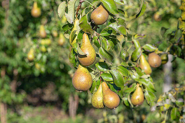 peren aan een boom