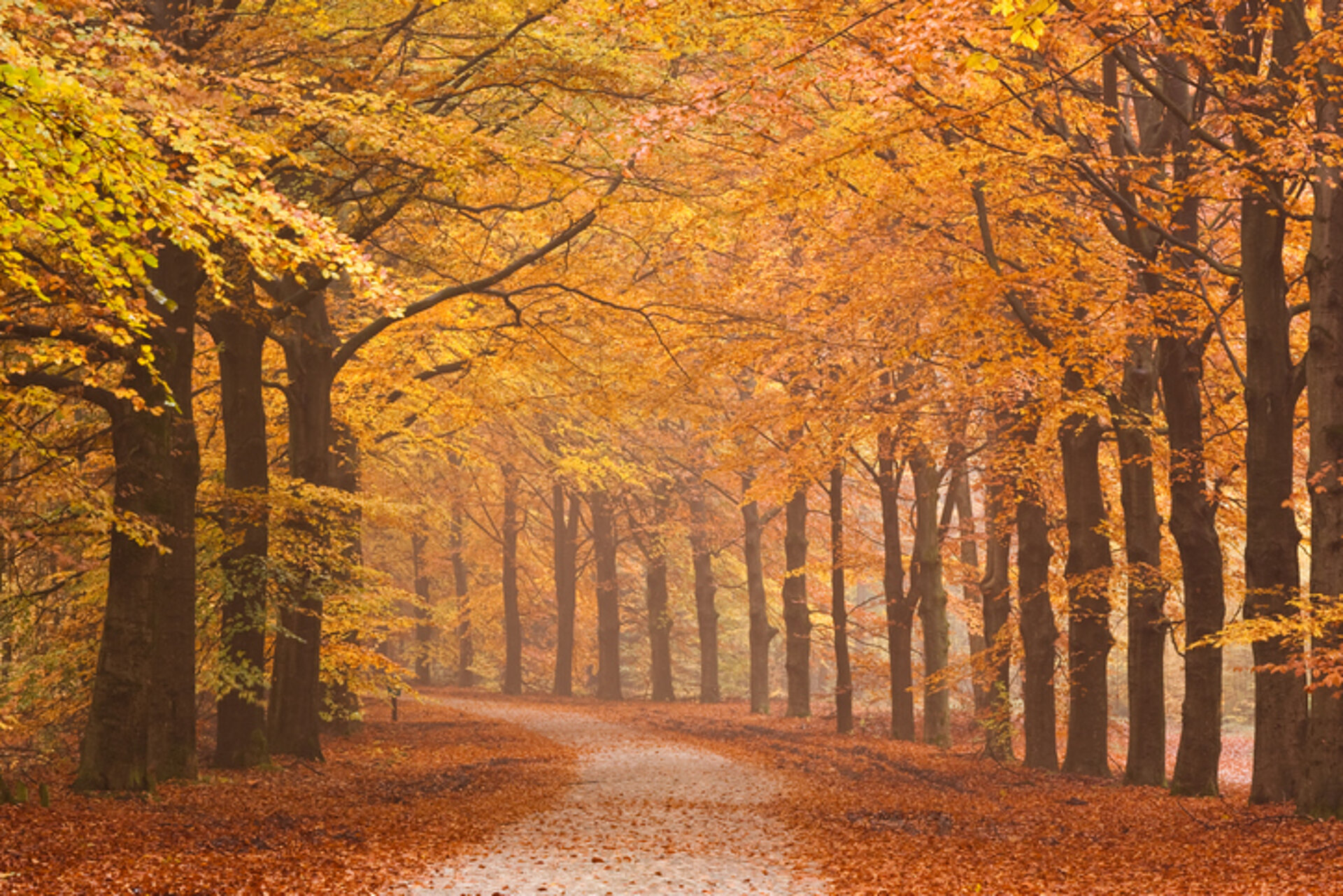 Diepe herfst Diepe herfst